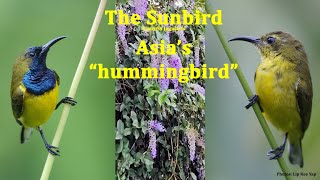 Asias quotHummingbirdquot  OliveBacked Sunbird 4K [upl. by Sera]