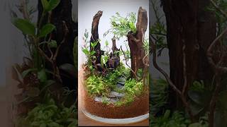 Closed terrarium with aquatic plants [upl. by Eenert]