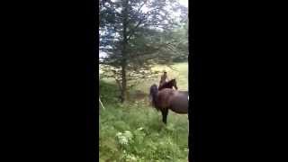 Crazy Guy Ride a Horse and Fall [upl. by Jeremiah]