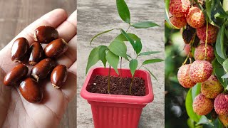 2 Method to grow Lychee  Lichi tree at home  लिची को घर पर उगाने का तरीका । [upl. by Woodward]