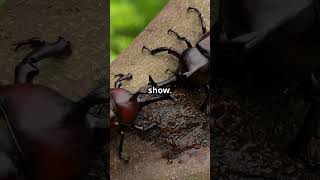 Amazing Amazonian Horned Beetles [upl. by Kuska]