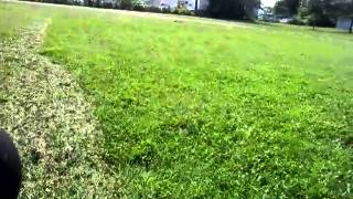 Sickle bar mowing with a Farmall B [upl. by Arundell]