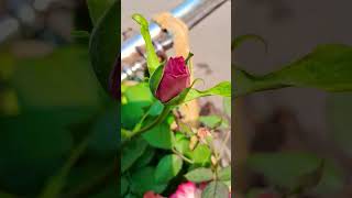 Rose flower बागवानी [upl. by Tena]