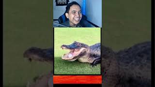 🐊 KALO MAU AMBIL SENDIRI shorts funny viralvideo [upl. by Nidla]