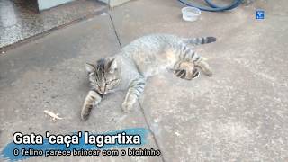 GATA CAÇA LAGARTIXA 08 DE AGOSTO  Dia internacional do gato [upl. by Erme]