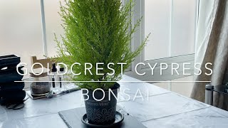 Goldcrest Lemon Cypress  Making into a Bonsai  Vlog 3 [upl. by Hanaj]