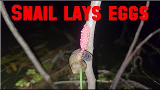 🚨 Snail Lays Eggs Witness the Amazing Process of Creation Up Close 🐌💕 [upl. by Eleonore]