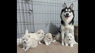 Pomsky Puppies [upl. by Therese]