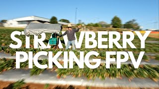 Strawberry Picking Season  FPV [upl. by Orsa]