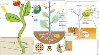 COURS DE PHYSIOLOGIE VÉGÉTALE NUTRITION MINERALE [upl. by Simpkins]