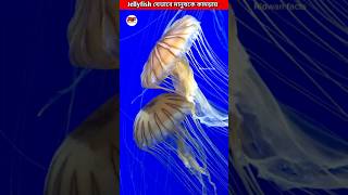 Jellyfish যেভাবে মানুষকে কামড়ায়😱 How Jellyfish Sting Works shorts ytshorts facts [upl. by Dickman]