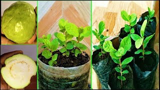 How to grow Guava tree from seeds easily  03 month results from green fruit [upl. by Oneladgam658]