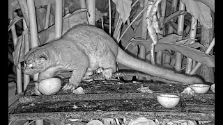 Kinkajou Makes Nighttime Visit to the Canopy Lodge Fruit Feeders January 16 2023  Cornell Lab [upl. by Anaitat978]