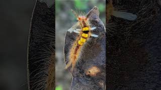 Cocoa Tussock Moth [upl. by Heloise]