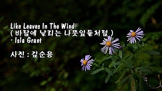 Like Leaves In The Wind바람에 날리는 나뭇잎들처럼Isla Grant amp 사진  김순용 [upl. by Eba]