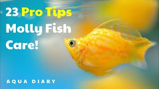 23 Essential Tips For Molly Fish Owners [upl. by Eimmak]