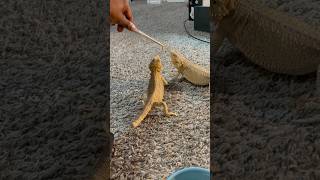 THE BEARDIES GOT MEALWORMS 😲🐛 beardeddragon beardies mealworms reptiles short ytshorts [upl. by Bernardi]