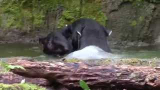 Tapirs Flirt and Splash at Woodland Park Zoo [upl. by Loni213]