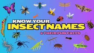 🐝🦋🐞 KNOW YOUR INSECTS PRONOUNCIATION AND FUN FACTS FOR KIDS [upl. by Eirrab]