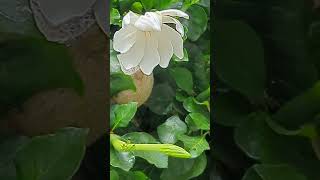 September 10 2023 gardenia thunbergia San Diego zoo 🌞 [upl. by Oralie]