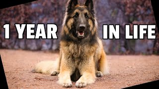 Year in the Life of a Shepherd Dog  365 Days  Belgian Shepherd Tervuren [upl. by Inilahs]