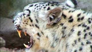 WORLD FIRST  Snow Leopard Lithotripsy [upl. by Lyrac]