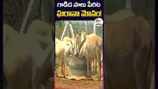 గాడిద పాలు పేరిట ఘరానా మోసం [upl. by Namaj]