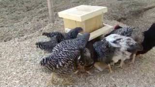 Automatic Chicken Feeder [upl. by Pyszka537]