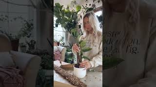 Moss pole install on monstera standleyana albo [upl. by Annid]