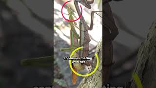 female mantis kills her partner while mating animal animals animalfacts wildlife [upl. by Ajoop]