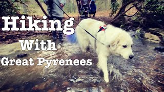 Hiking with my Great Pyrenees [upl. by Emalee]