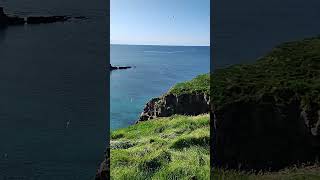 Cliff and birds in Grimsey Island [upl. by Ashlin492]