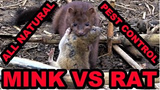 Mink and Dogs 1st Day Ratting HUGE Pheasant Farm [upl. by Dewhurst]