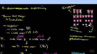 105  Xchromosomale overerving [upl. by Petersen913]