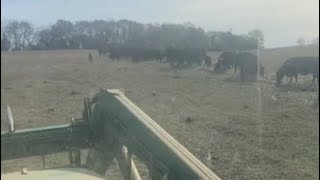 Unrolling hay and fixing fence and running my mouth 😄 [upl. by Yema377]