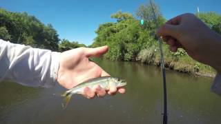 Pike cichlid fishing Uruguay [upl. by Celisse122]