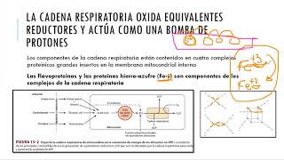 CADENA RESPIRATORIA Y FOSFORILACIÓN OXIDATIVA [upl. by Agnot783]