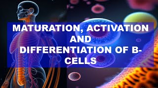 Maturation Activation and Differentiation of B lymphocytes  Immunology [upl. by Adrial]