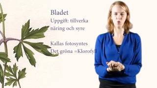 Växtens delar  blomma blad stjälk rot [upl. by Tonye257]