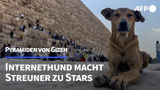 Internethund macht Streuner an den Pyramiden zu Stars  AFP [upl. by Thomsen]