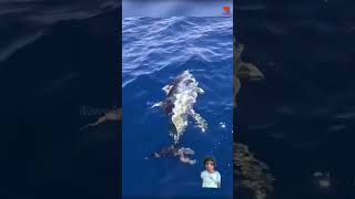 Big Fish Catching fishing yellowfin tuna fishingvideo shortsvideo bigkatlafish fishinglife [upl. by Eldrid]