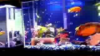 55 gallon oscar cichlids [upl. by Birkner646]