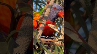 Lorikeet STARE TACTICs Work Smart fast and so Cute Sounds 🦜🦜🦜🦜🦜🦜🦜🦜🦜 [upl. by Harmonia57]