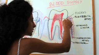 Blood supply of the periodontium [upl. by Orsola]