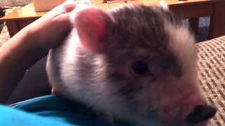 Pot belly baby mini pig gets on mommys lap [upl. by Earleen]