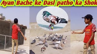 Kabootar ki video Pigeon birds Kabootar bazi pigeon youtubeshorts [upl. by Langston]