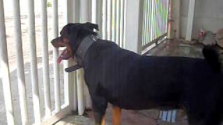 rottweiler barking at pigeons [upl. by Enyak]