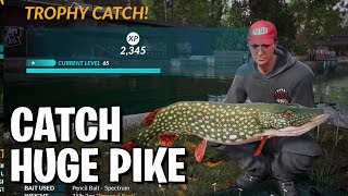 Catch Huge Pike  Grand Union Predator Challenge  Fishing Sim World  Guide [upl. by Svend]