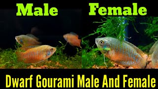 Dwarf Gourami Fish Male Female Difference [upl. by Iline]