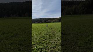 Jagdhund bei der Arbeit Running Dog [upl. by Leilani248]